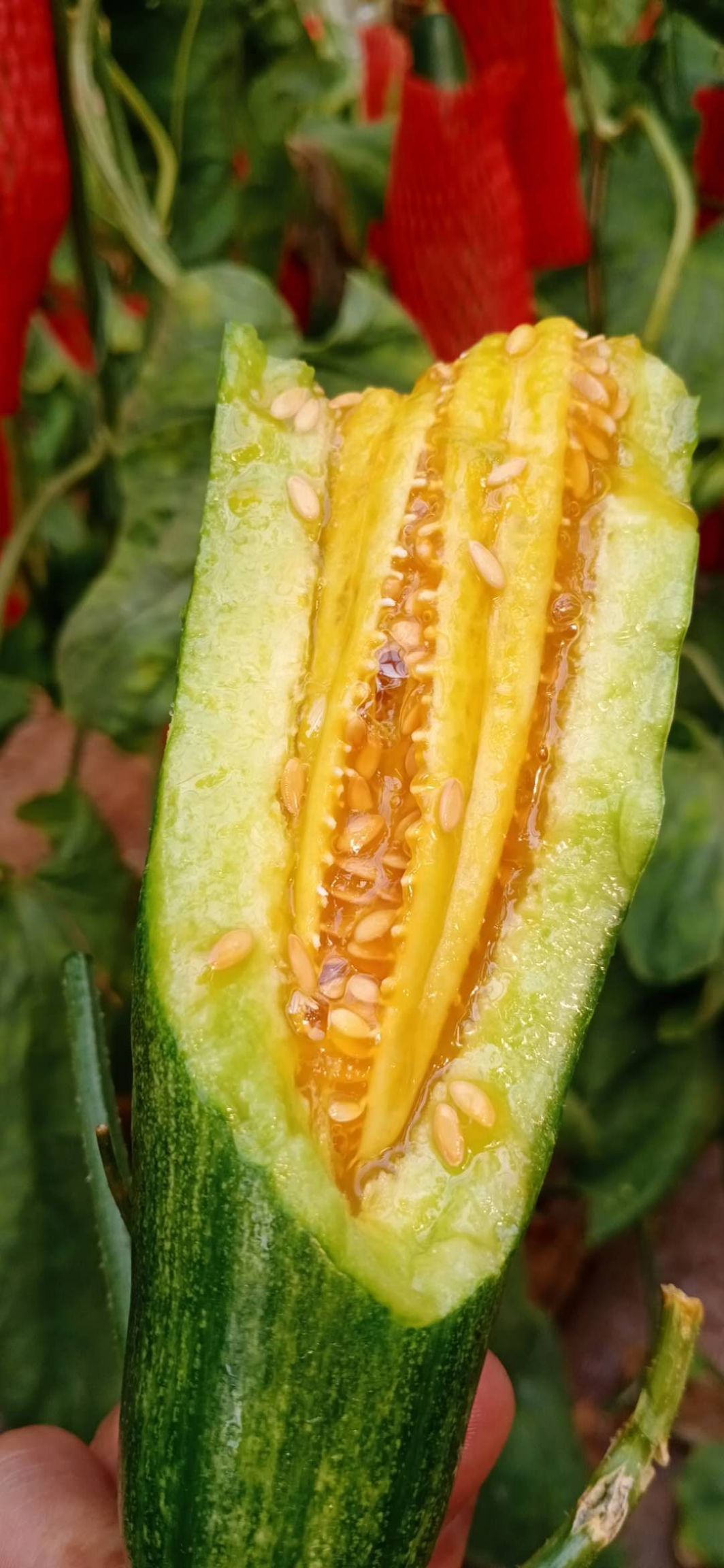 山东羊角蜜甜瓜整车，落地配，一件代发