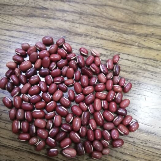 佛山高雄5号红豆 颗粒饱满均匀，色泽鲜艳，厂家直供。