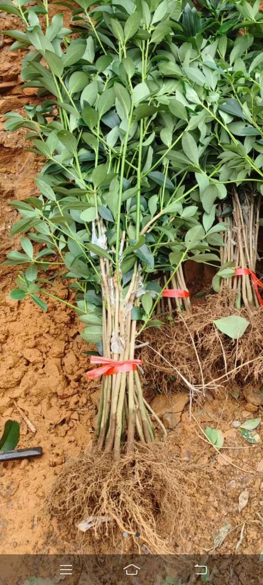 八角树  大红八角木王品种嫁接苗