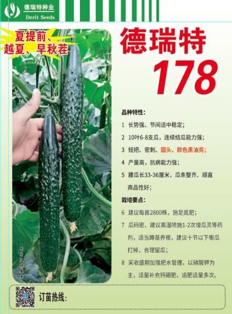 寿光市黄瓜种苗  早春，越夏黑油亮黄瓜178