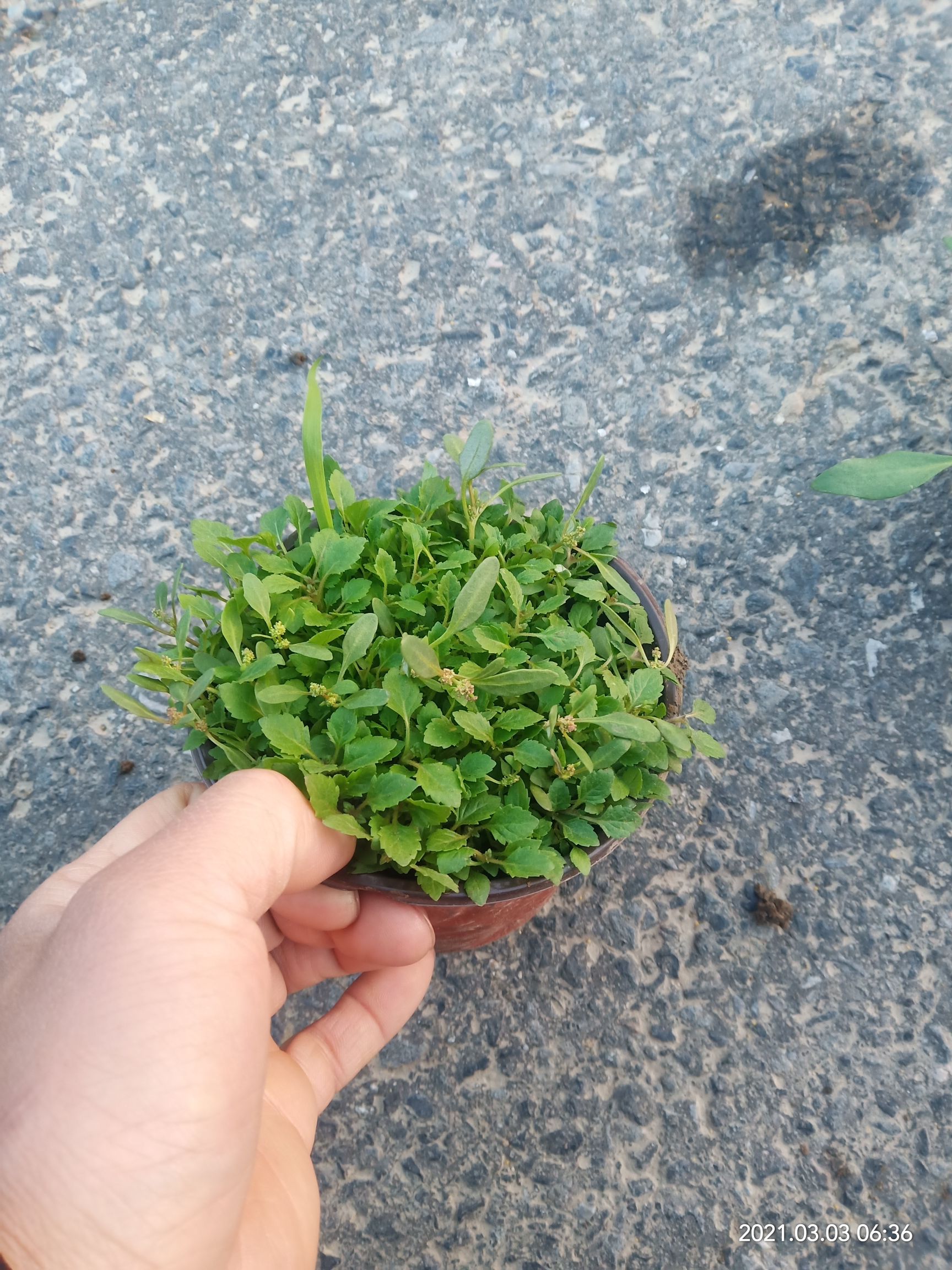 马鞭草种苗