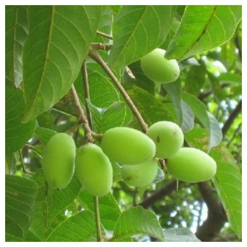 青橄榄苗  果树苗乌榄乌橄榄黑橄榄苗 黑橄榄嫁接苗 南方种植果树盆栽地栽