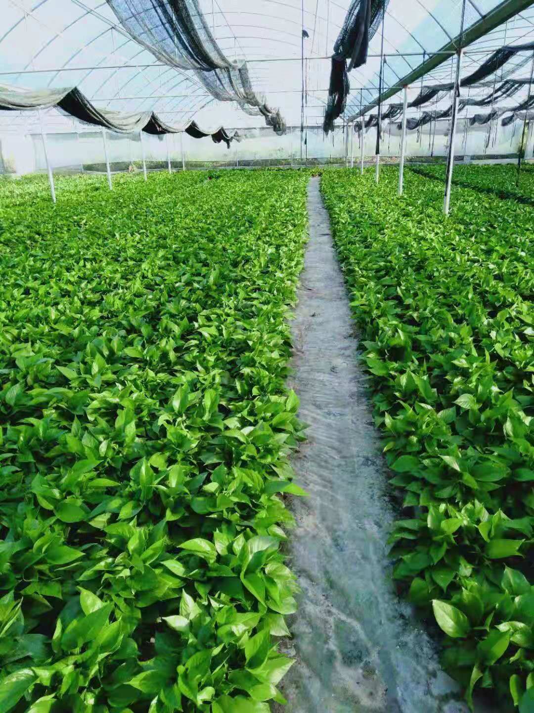 [绿萝批发]180绿萝 四季常青绿植盆栽价格7元/盆 - 惠农网