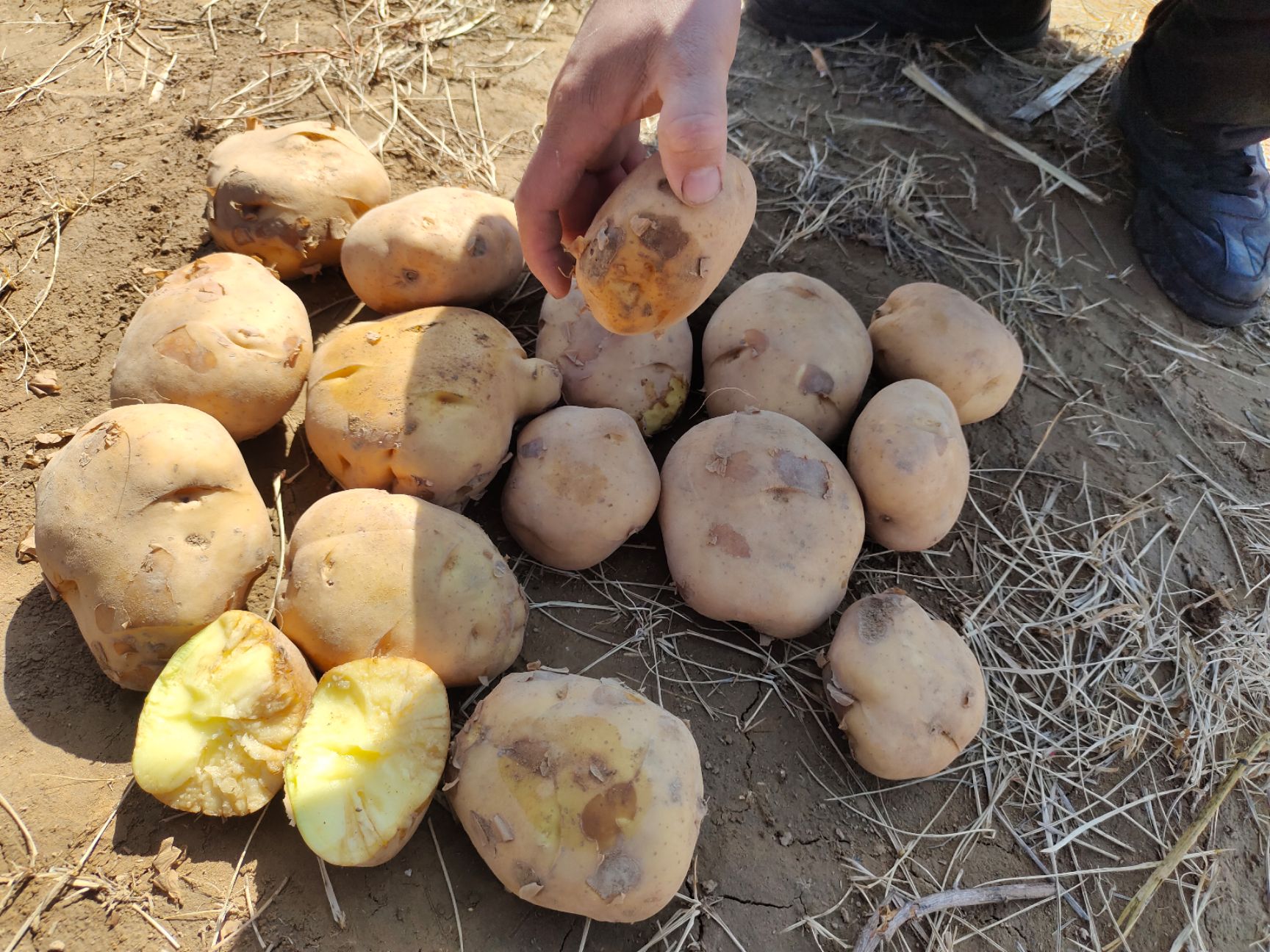 黄心土豆  山西忻州河曲，黄土高原产地土豆销售中