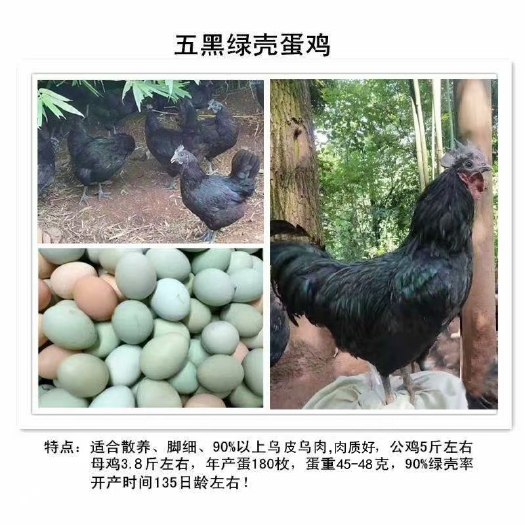 盐亭县脱温鸡苗 五黑一绿脱温苗