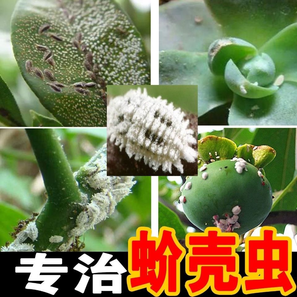 泽丰界失落18%吡虫噻嗪酮柑橘树、介壳虫正品农药强效杀虫剂