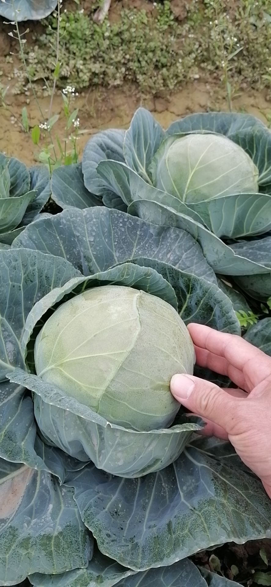 包菜  优质甘蓝菜铁头圆包