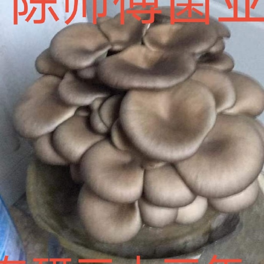 南平平菇菌种凤尾菇栽培种椴木种木头菌包出菇包盆景蘑菇