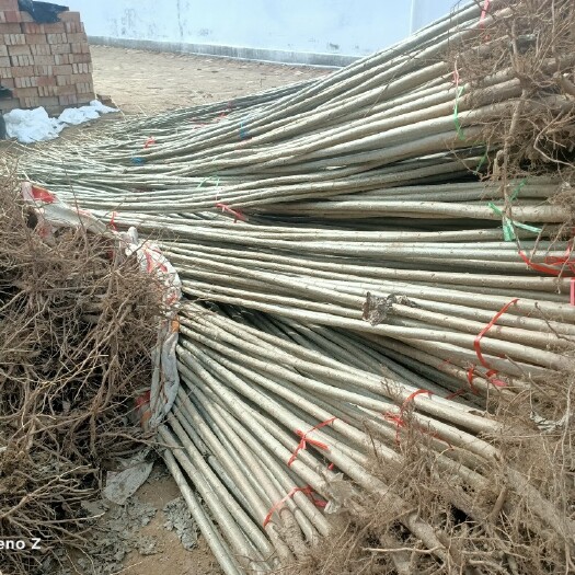 临清市 精品107速生杨树