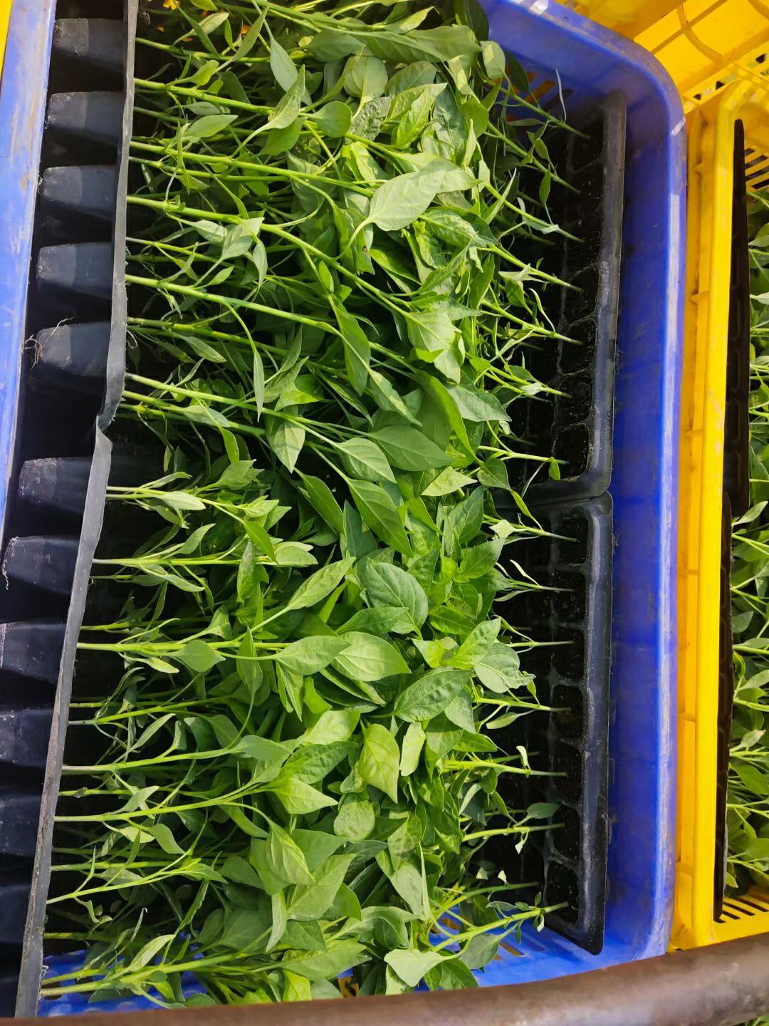 螺丝辣椒苗  螺丝苗椒陇椒苗