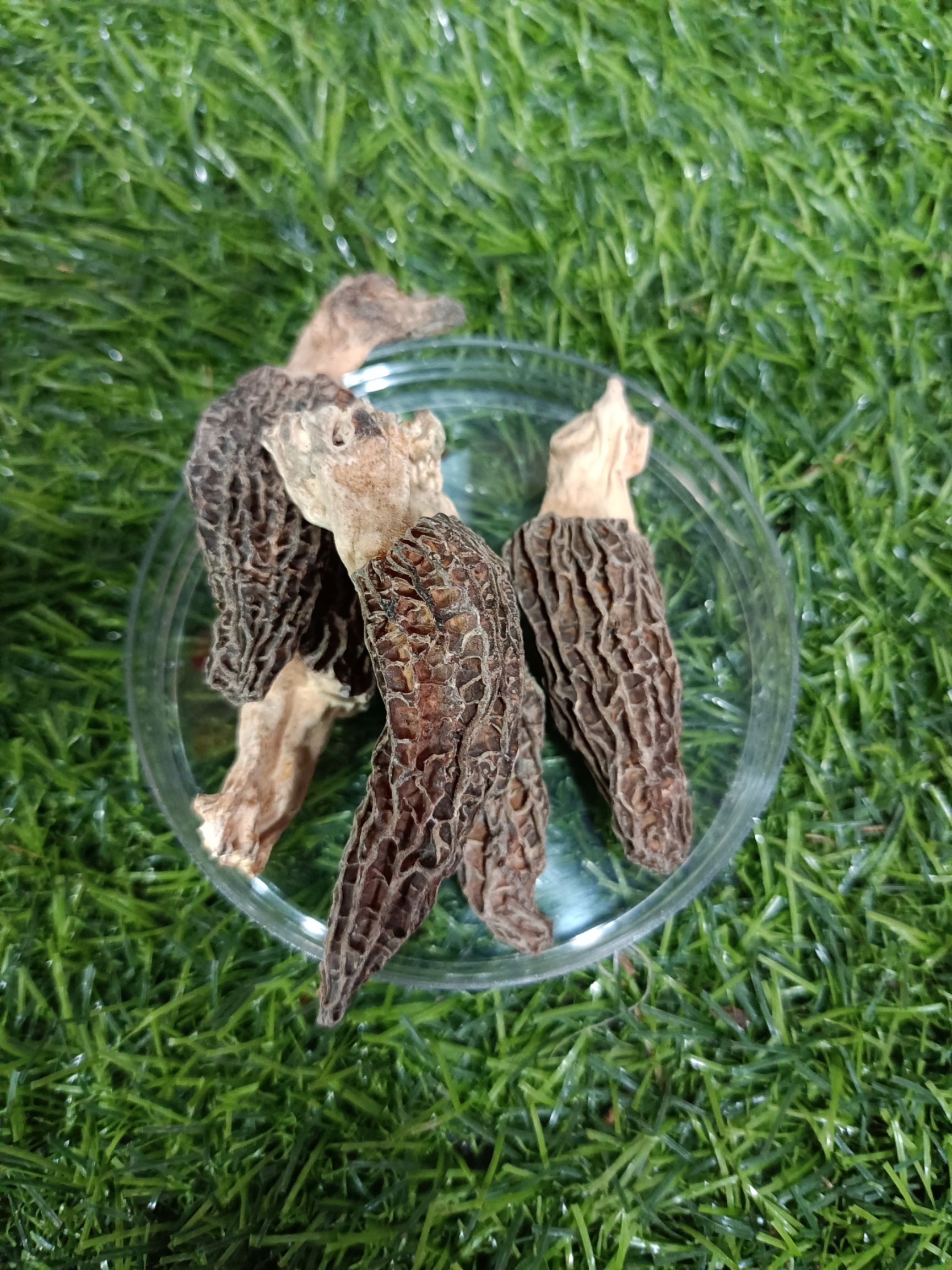  长白山土特产东北羊肚菌，可炖鸡，炖汤，本地发货