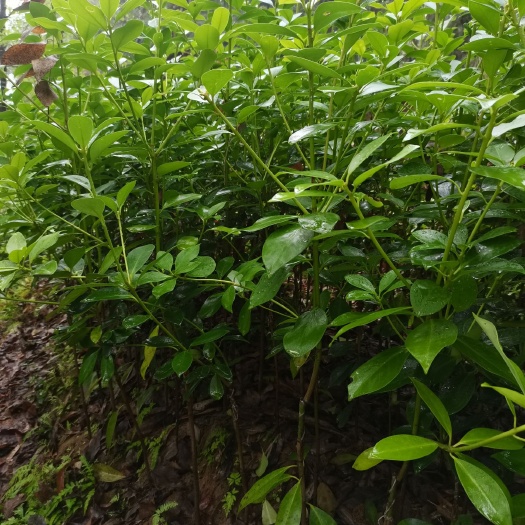 苍梧县八角树  大红八角木王品种嫁接苗