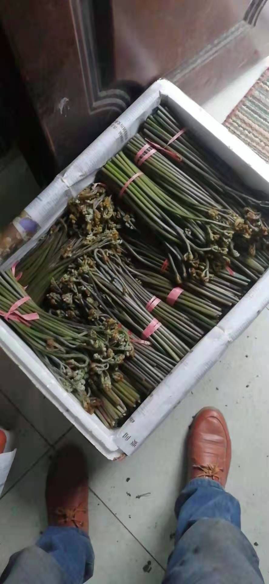 贵州野生蕨菜大量供应