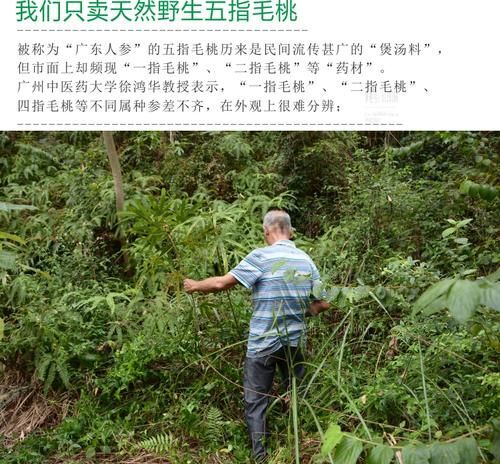 贺州大扎把五指毛桃一斤左右干条日晒足干无硫香味浓郁味道好，煲汤好