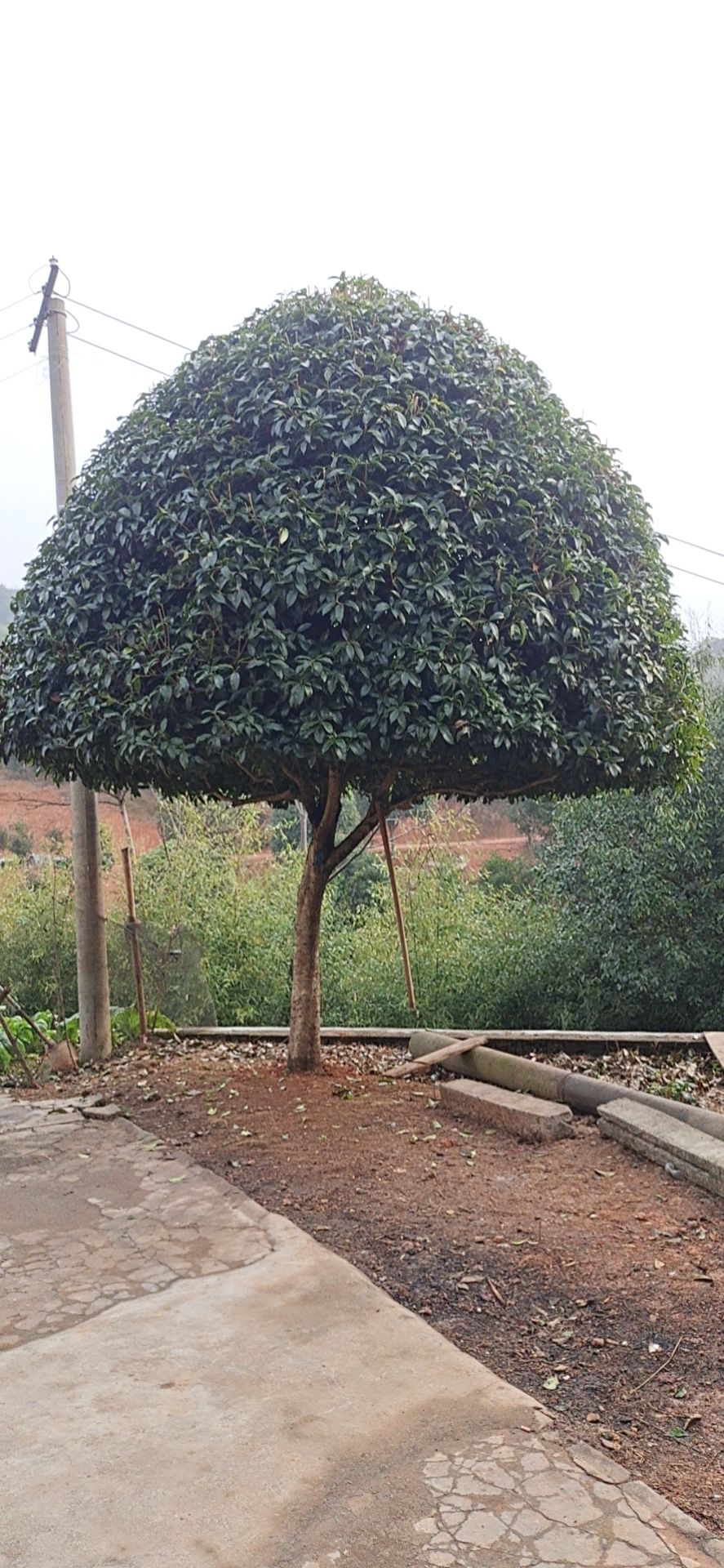 八月桂，桂花树，庭院精选，现场实拍，长期供应