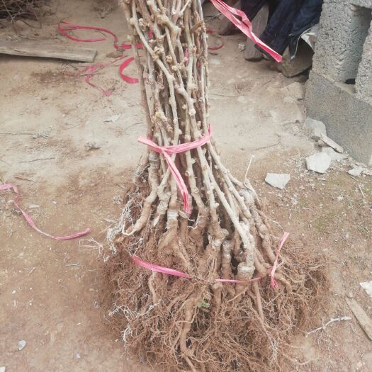 建始县东红猕猴桃苗  猕猴桃嫁接苗出售