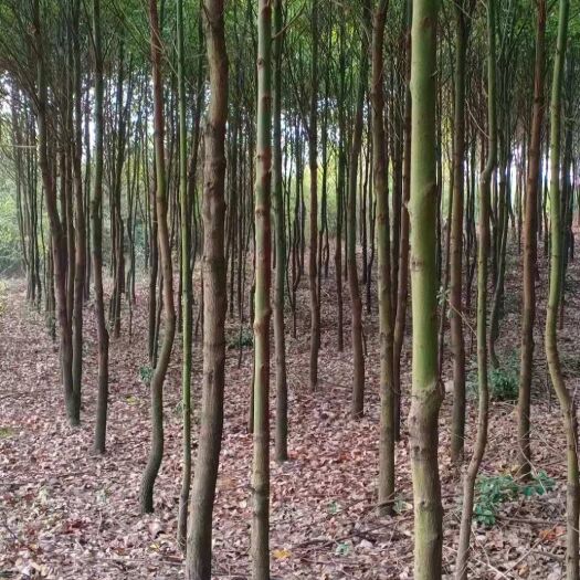中山市小叶樟 香樟地苗