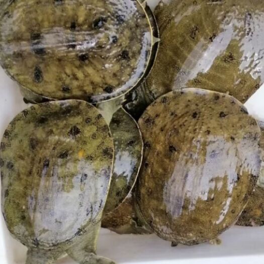 岑溪市莲藕塘甲鱼1.5/2斤规格