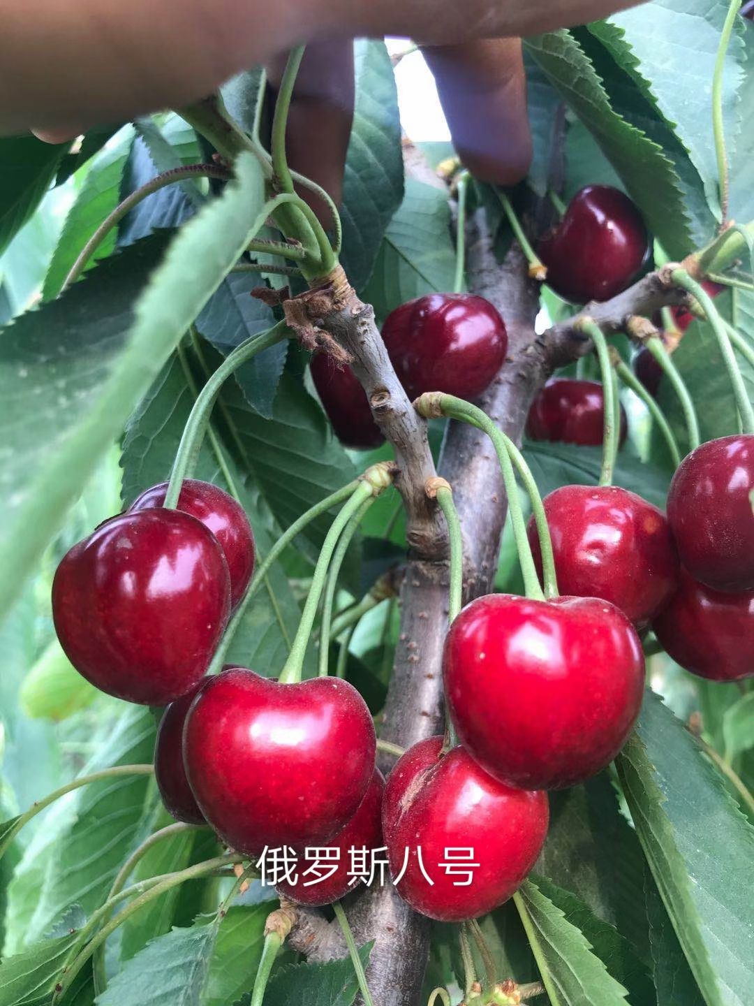 俄罗斯8号樱桃苗  自家种植嫁接  保证纯度  成活率高