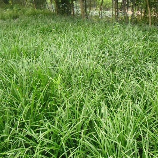 曹县大量出售麦冬草，麦冬果，