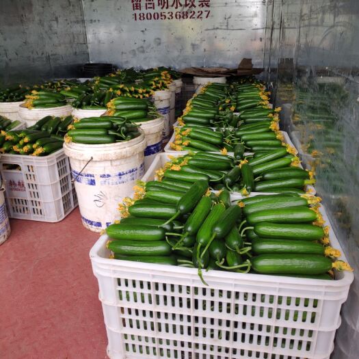 寿光市水果黄瓜  小黄瓜
