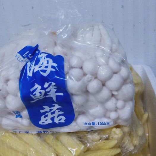 漳州白金针菇 海鲜菇