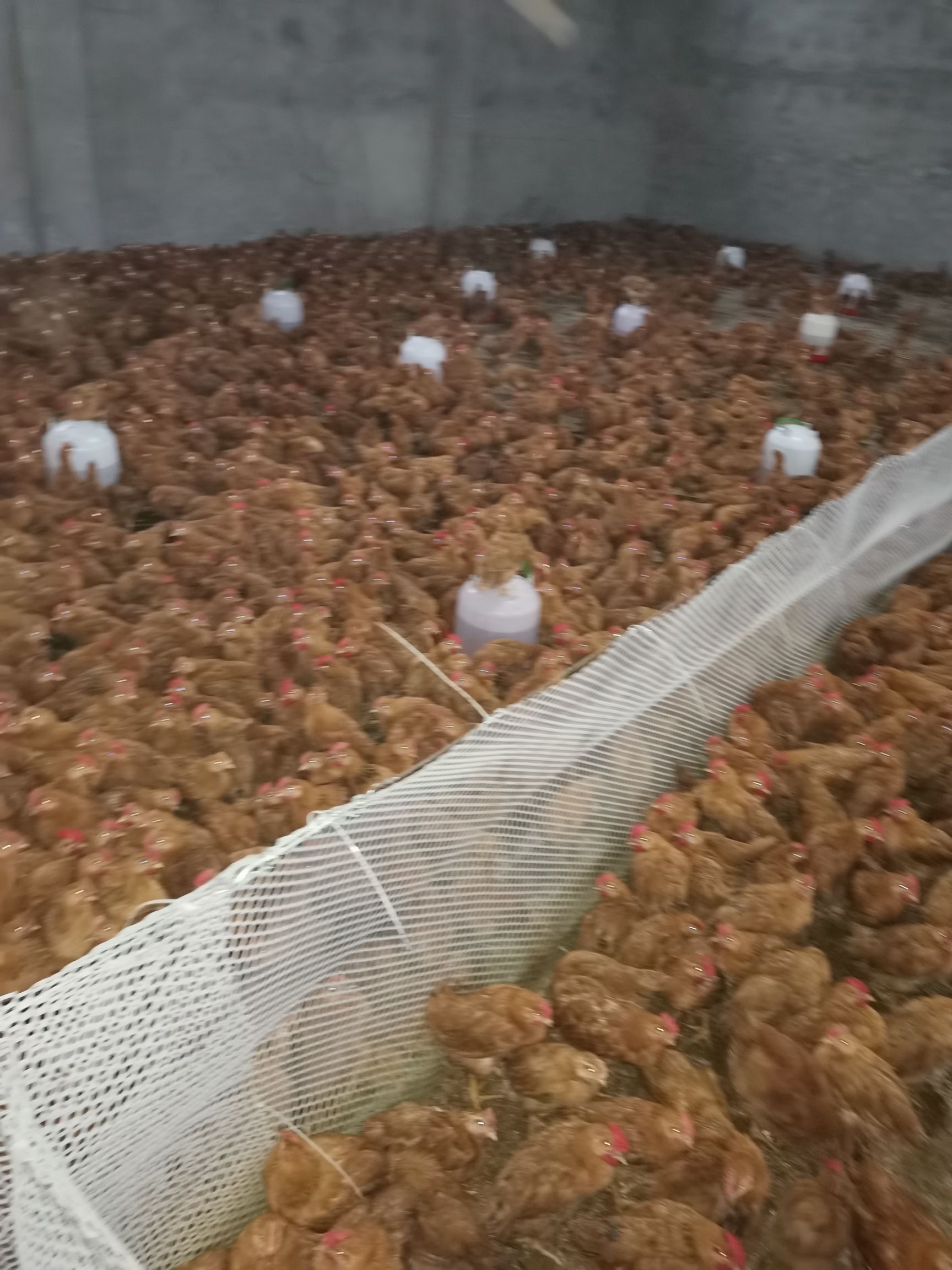 良凤花鸡苗  脱温中鸡，长期供应青脚麻母，良凤花，文昌公，土二公，青远麻，