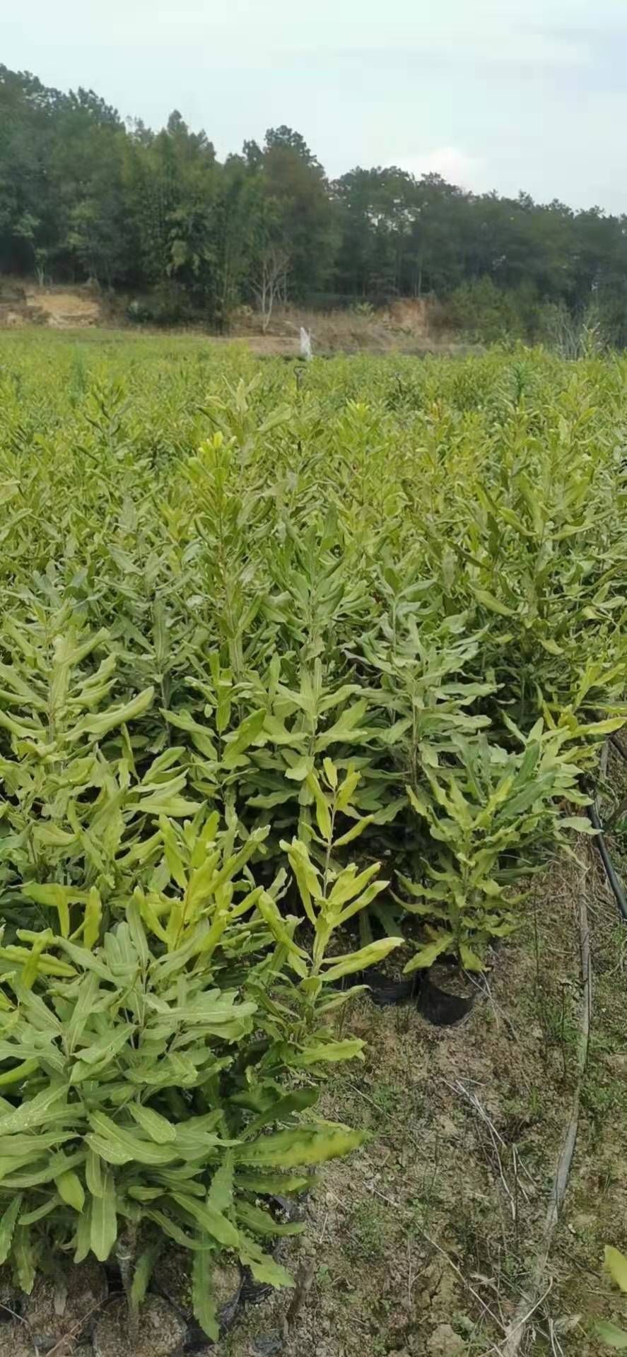 夏威夷果苗  澳洲坚果苗、澳洲坚果桂热一号嫁接苗、坚果OC嫁