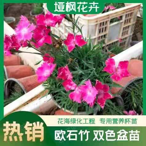 青州市花海用苗欧石竹 花期长的宿根花卉欧石竹 耐寒花卉欧石竹