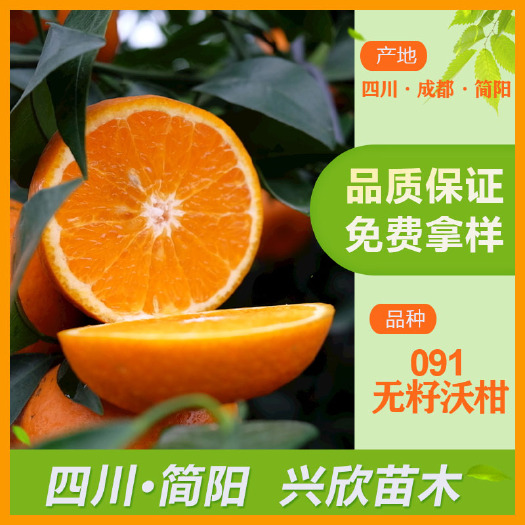 简阳市091无核沃柑苗  091无籽沃柑苗，耙耙柑树苗春见树苗明日见规格0.5×40