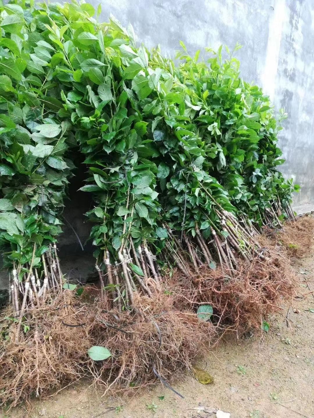 三华李苗 早熟三华李也叫三月李苗早熟品种嫁接苗挂果快产量高