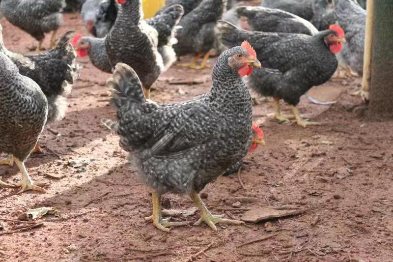 江西散养芦花鸡母批发提供送货上门服务