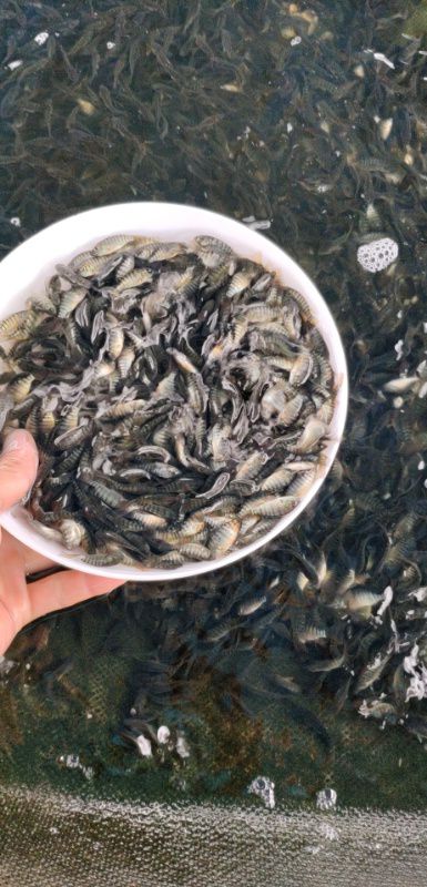罗非鱼苗  脆肉罗非 优质品种  省料生长速度快，抗病毒性强