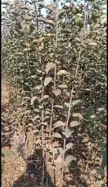 泰安鲁丽苹果苗 