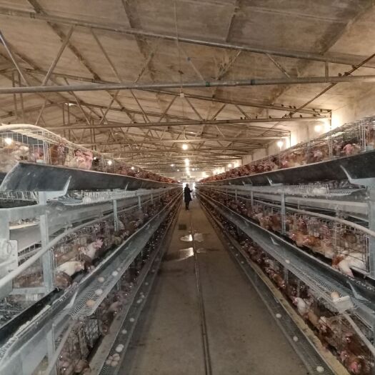 西平县鸡笼  小层叠三层H型笼架