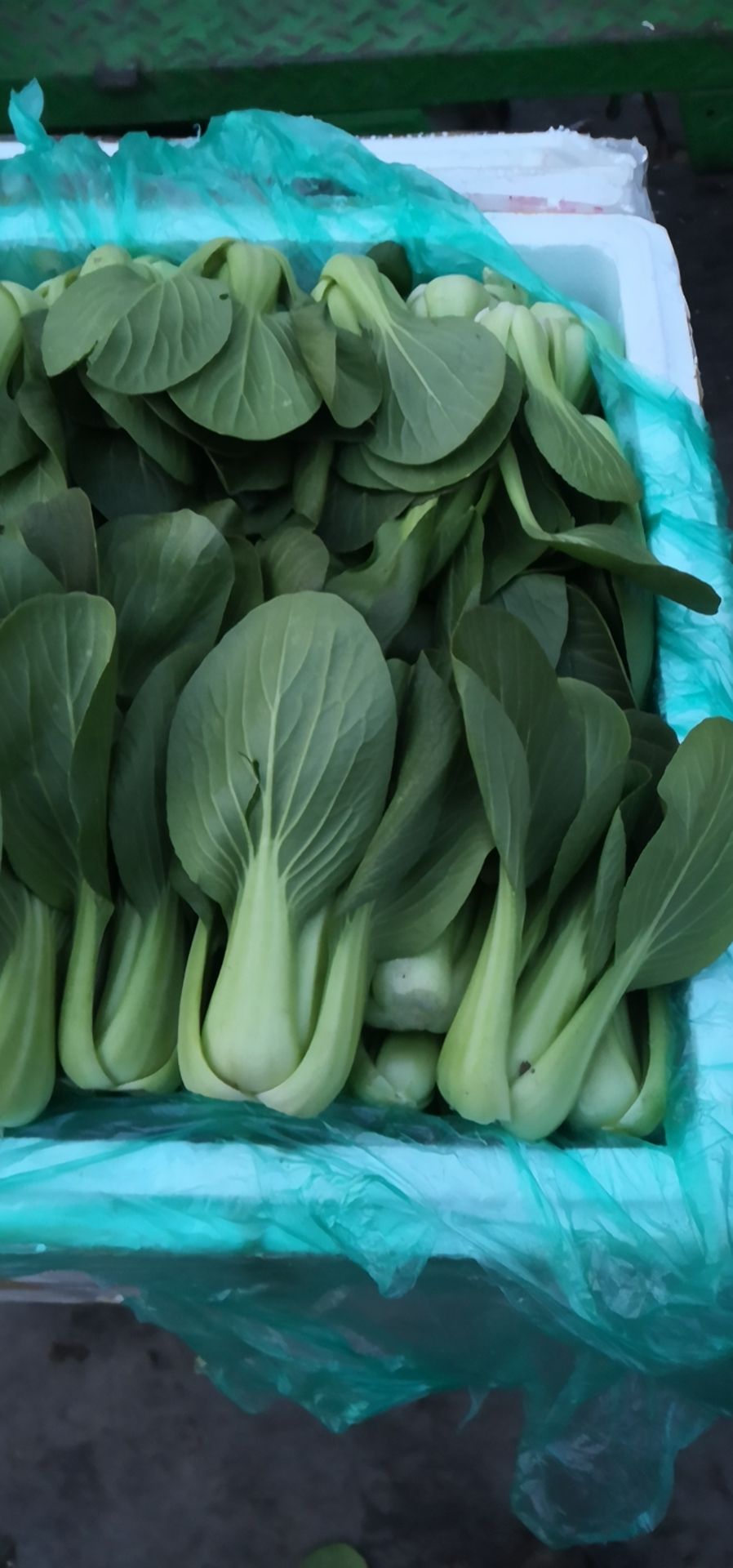  上海青，小白菜