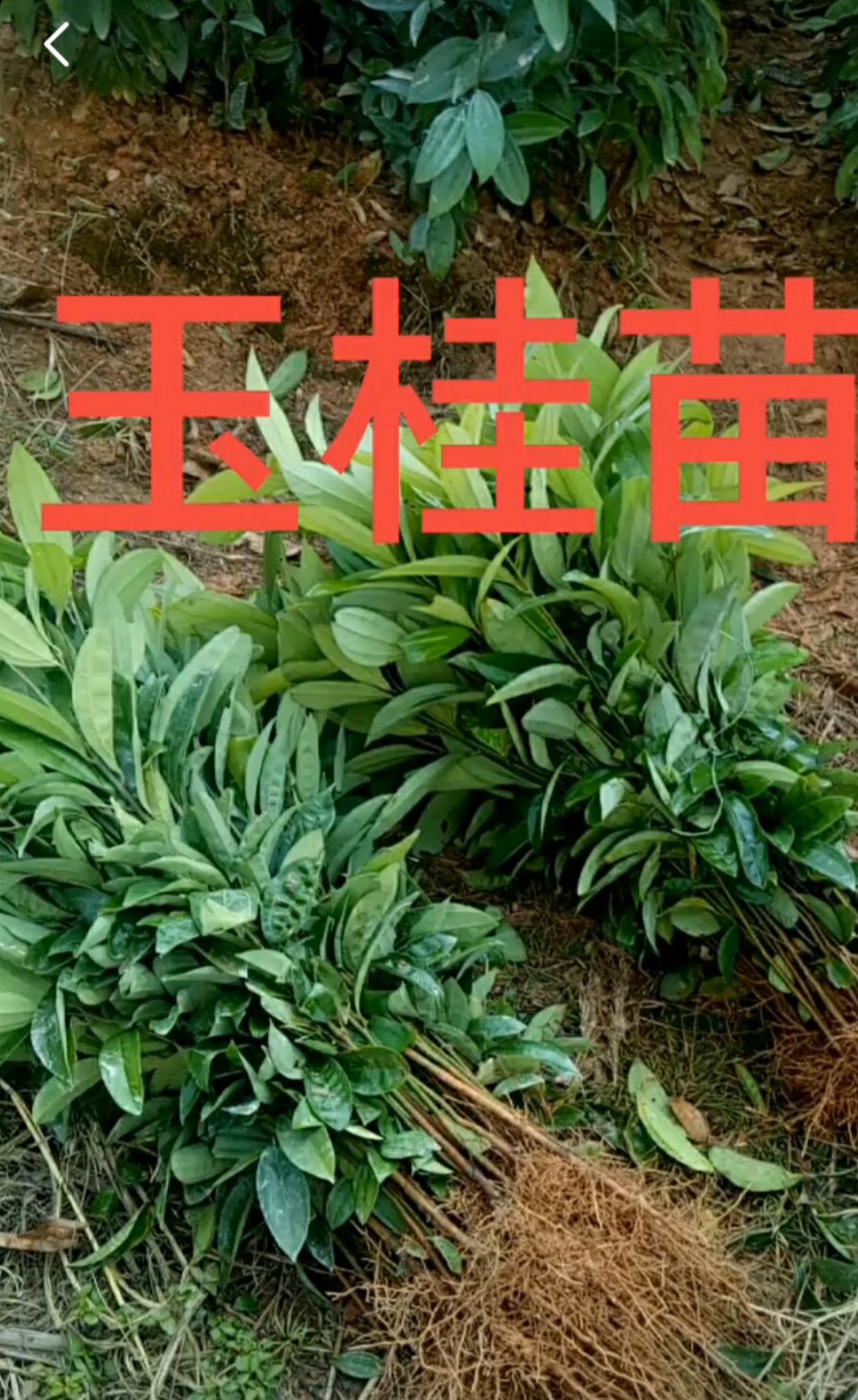 肉桂苗  大肉桂 玉桂