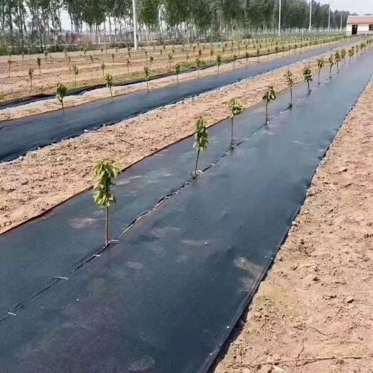 德州防草布新型除草布盖草布遮草布果园果树单张地布地钉耐用抗老化