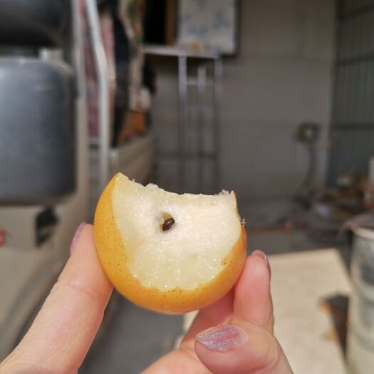 南果梨 鞍山特产 酒香多汁 产地直销一手货源大量有货