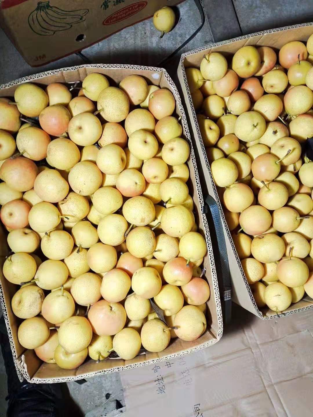 南果梨 鞍山特产 酒香多汁 产地直销一手货源大量有货