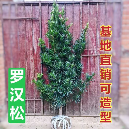 咸宁罗汉松基地直销罗汉松树大中叶罗汉松可造型包邮