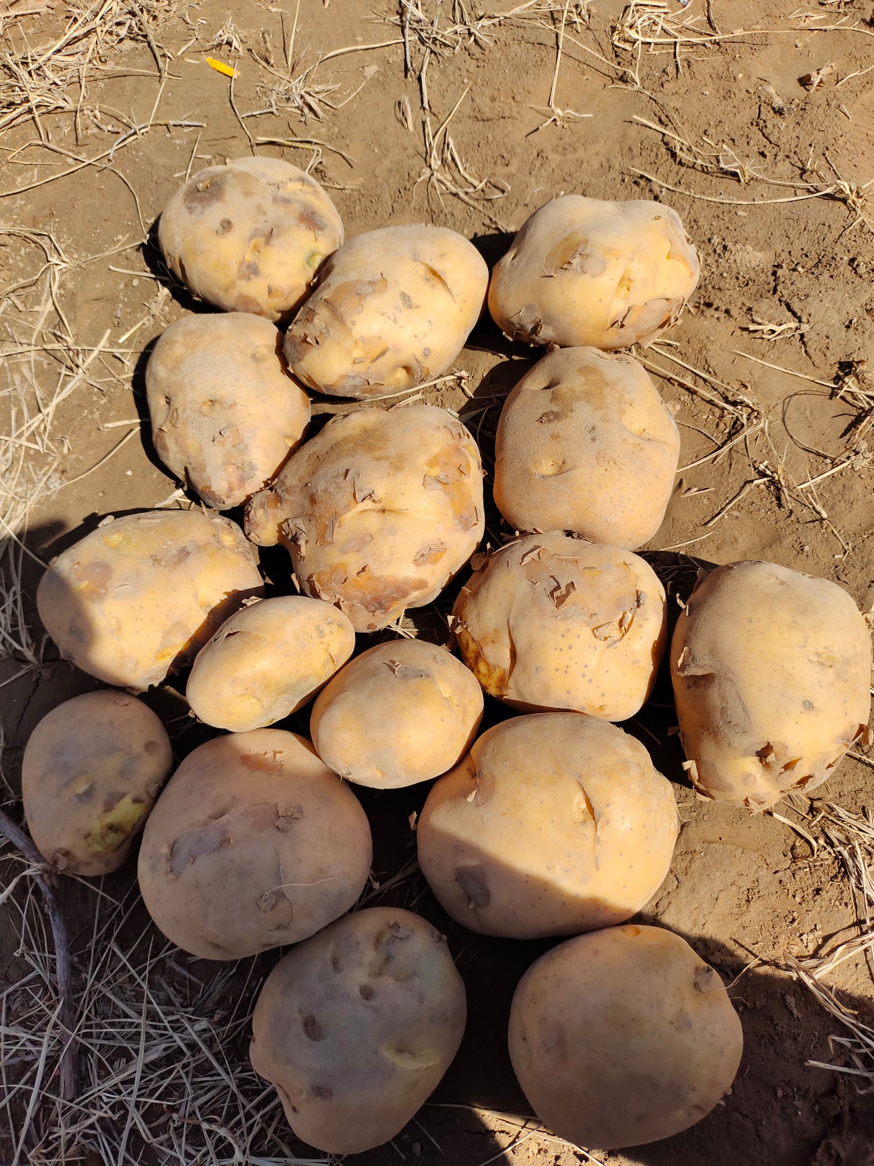 黄心土豆  山西忻州河曲，黄土高原产地土豆销售中