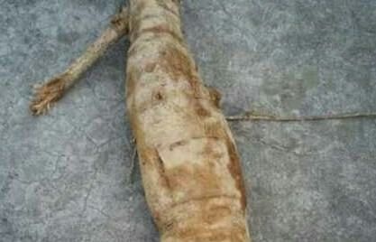 兴隆县 葛根