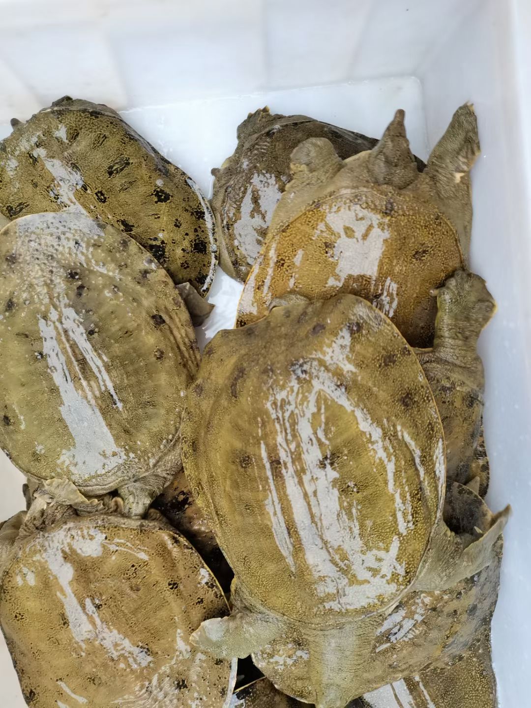 甲鱼2/2.5斤规格，包邮到家，挂了算我的