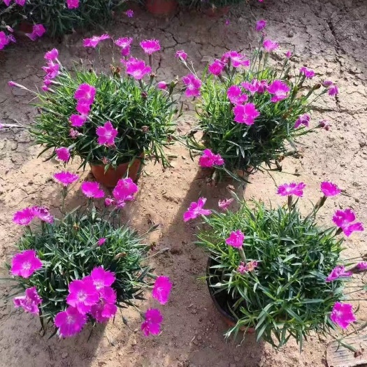 青州市欧石竹。抗冻抗旱，花期长。耐踩踏