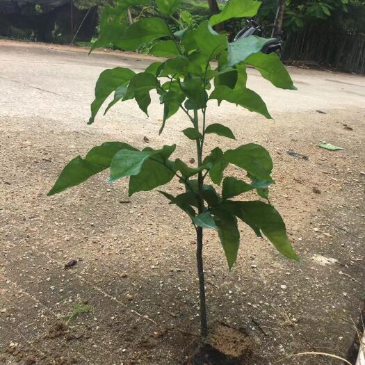 普宁市鸡心黄皮苗  黄皮实生苗