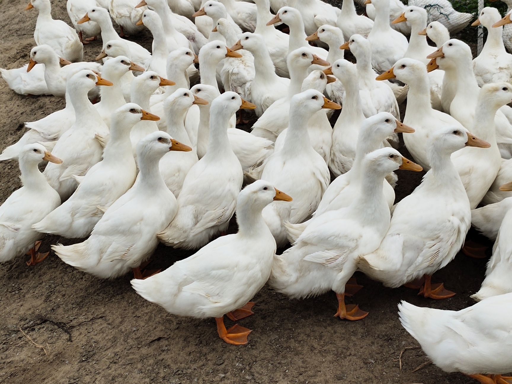 白鸭，货对板。