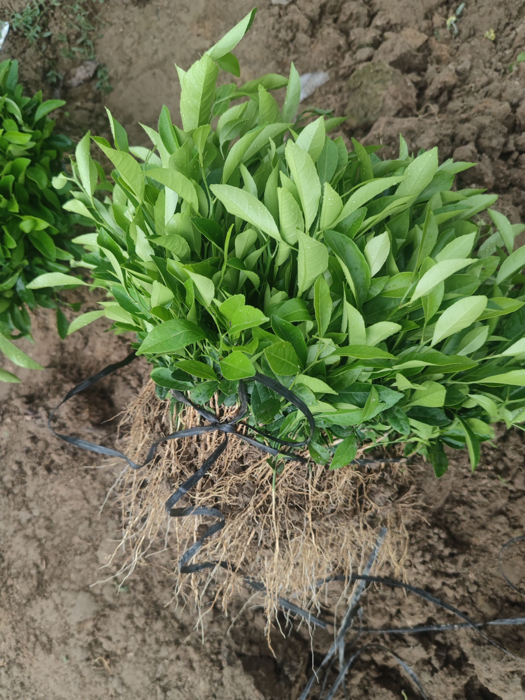 柠檬实生苗红柠檬芽苗土柠檬直生苗柠檬苗
