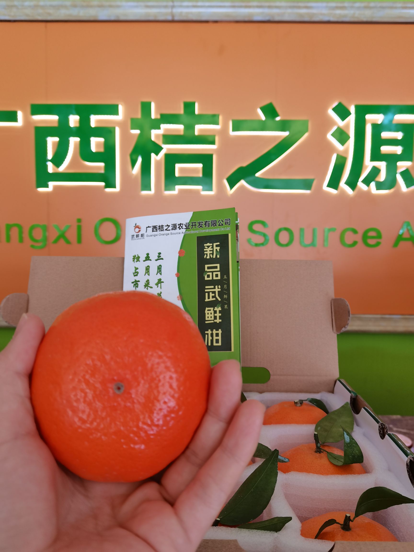 柑桔 武鲜柑 5月鲜果 化渣 爆汁 脆口 柑橘