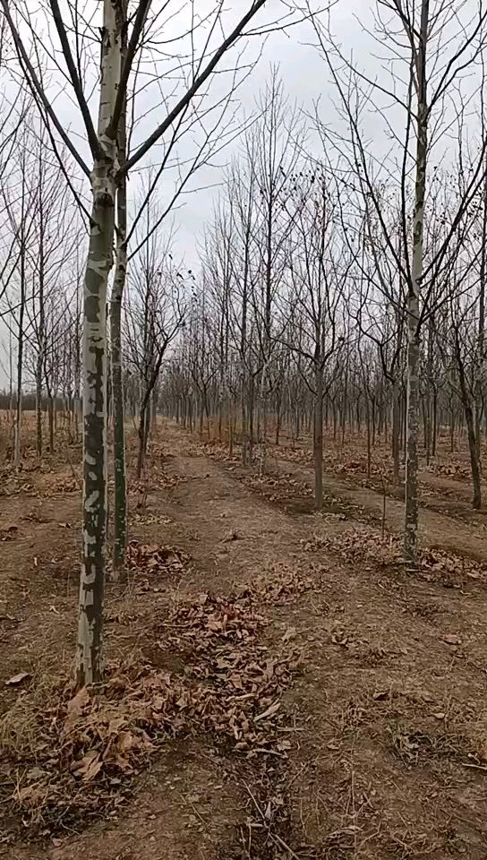 法国梧桐  原生冠法桐8-16胸径